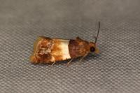 Epinotia festivana