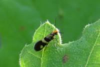 Micropterix aglaella