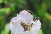 Micropterix aglaella