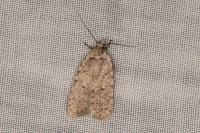 Agonopterix thapsiella