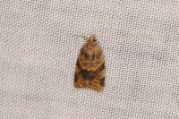 Epagoge grotiana