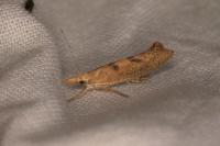 Ypsolopha alpella