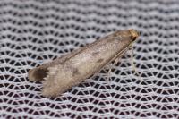 Agnoea
