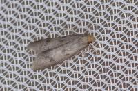 Agnoea