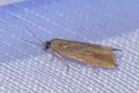 Bactra