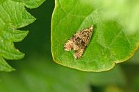 Celypha lacunana