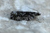 Zeiraphera isertana