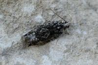 Zeiraphera isertana