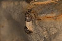 Spilonota ocellana