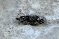 Zeiraphera isertana