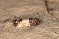 Spilonota ocellana