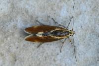 Metalampra