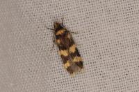 Oegoconia