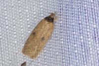 Agonopterix subpropinquella