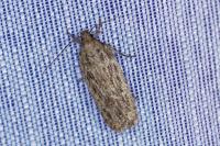 Depressaria