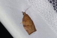Pandemis heparana