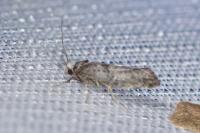 Paraswammerdamia nebulella