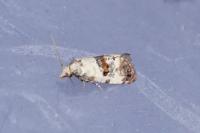 Neocochylis hybridella