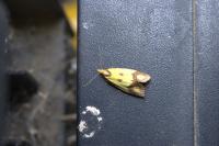 Agapeta zoegana