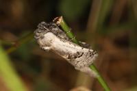 Parahypopta caestrum