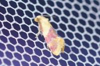 Diceratura ostrinana