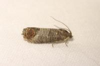 Cydia pomonella