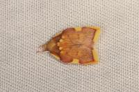 Carcina quercana