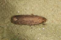Platyedra subcinerea