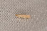 Phyllonorycter delitella