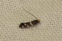 Eudarcia leopoldella