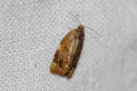 Ditula angustiorana