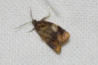 Ditula angustiorana