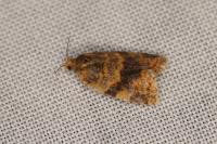 Epagoge grotiana