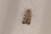 Symmoca orphnella