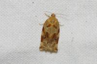 Archips xylosteana