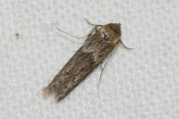 Blastobasis phycidella