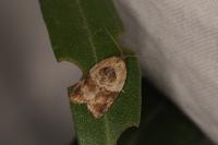 Acleris variegana