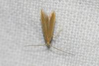 Coleophora