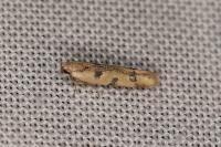 Mesophleps oxycedrella