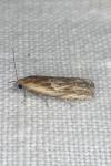 Eucosma