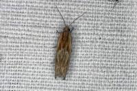 Eucosma