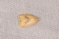 Acleris forsskaleana