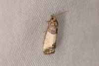 Spilonota ocellana