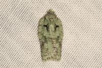 Acleris literana
