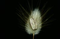 Agonopterix ocellana