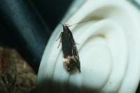 Oxypteryx atrella