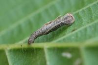 Coleophora avellanae