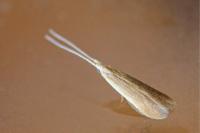 Coleophora avellanae