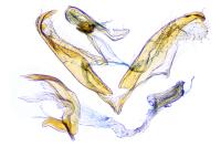 Coleophora avellanae