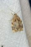 Archips xylosteana
